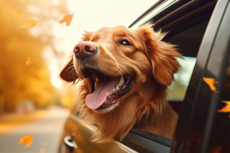 Dog with his head out of the car window and fall leaves blowing in the air around him with out-of-focus road in the background